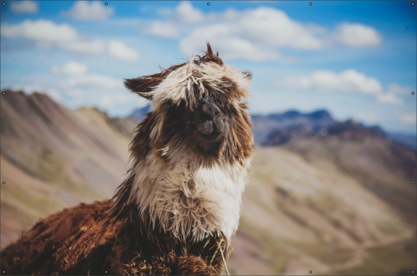 Alpaca in landschap tuindoek