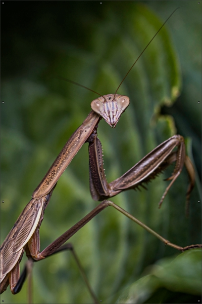 Bidsprinkhaan tuindoek