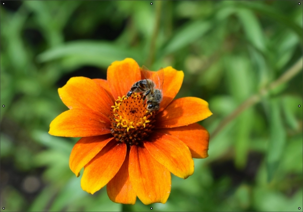 Bij op bloem tuindoek