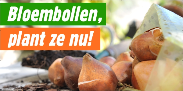 Bloembollen, plant ze nu spandoek