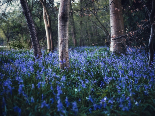 Blue bell bos tuindoek