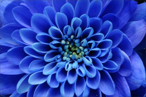 Dahlia blauw tuindoek