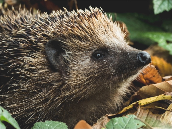 Egel tuindoek