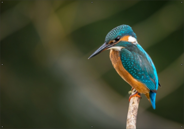 Ijsvogel tuindoek