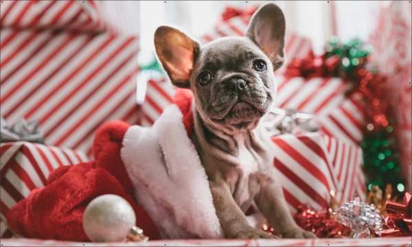 Kerst hond spandoek