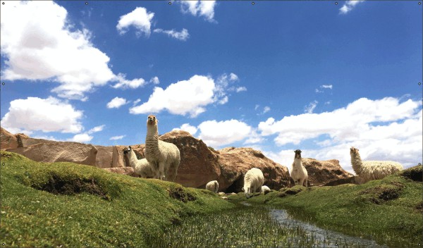 Lamas in landschap tuindoek