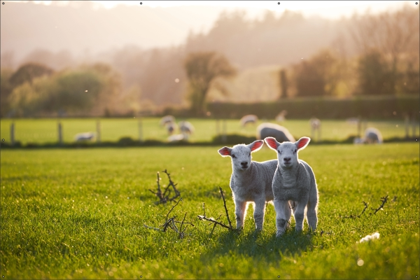Lammetjes lente tuindoek