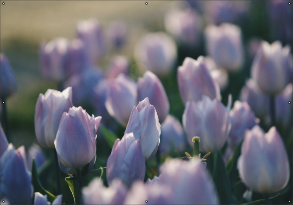 Lila tulpen tuindoek