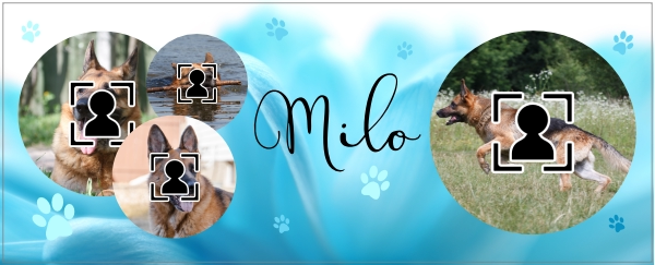 mok hond milo