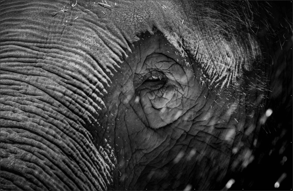 Olifant spandoek