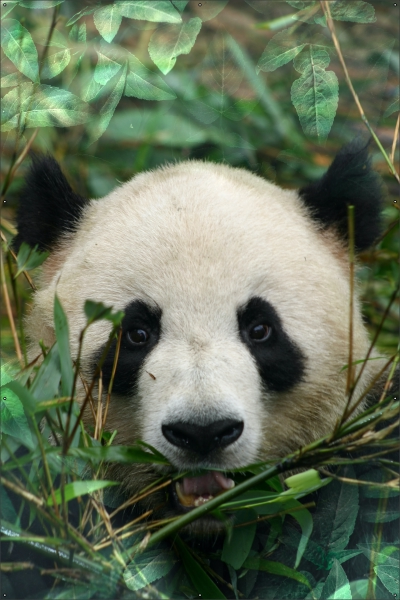 Panda tuindoek