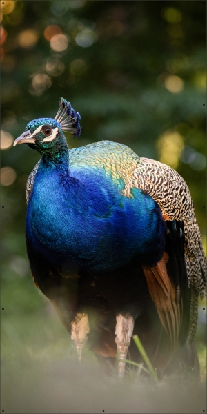 Pauw tuindoek