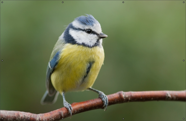 Pimpelmees lente tuindoek