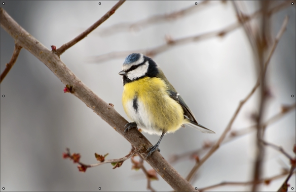Pimpelmees winter tuindoek