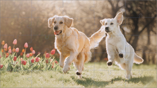 Puzzel hondjes