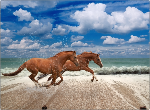 Paarden laptop sticker 17 inch