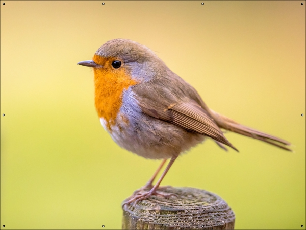 Roodborst op paaltje tuindoek