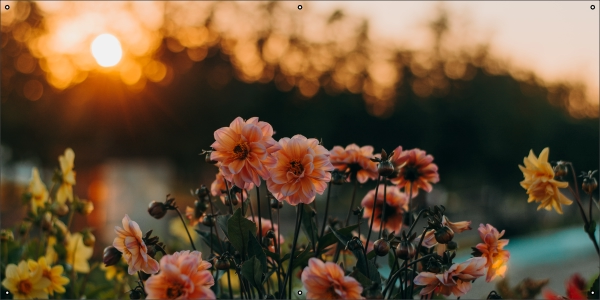 Roze Dahlias zonsondergang tuindoek