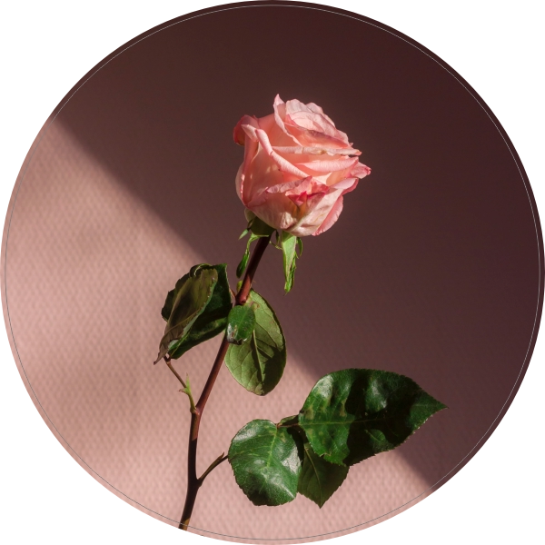 Roze roos sticker
