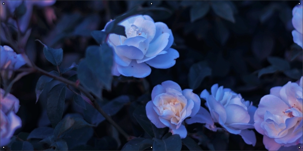 Rozen in avondschemer tuindoek