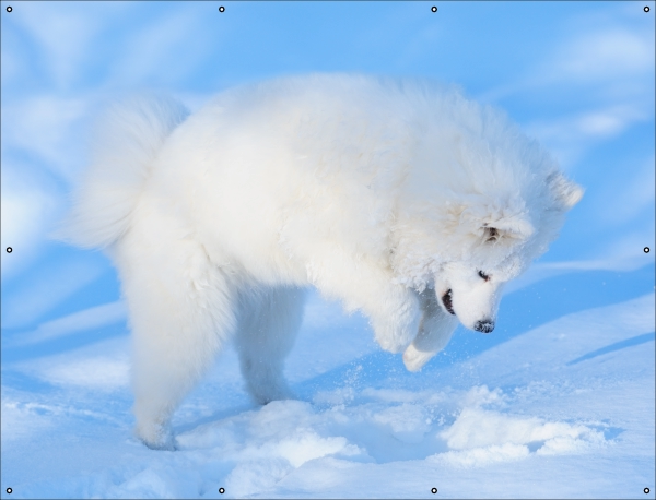 Samoyed in de sneeuw tuindoek