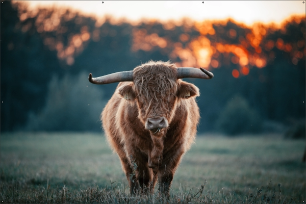 Schotse hooglander tuindoek