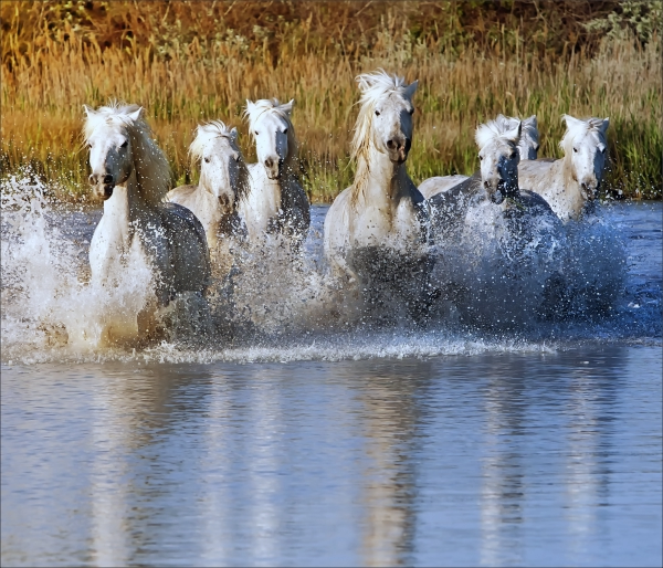 Spandoek Paarden