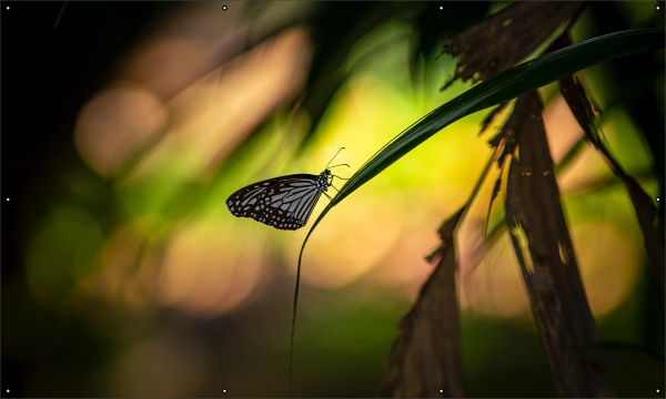 Tropical jungle butterfly tuindoek