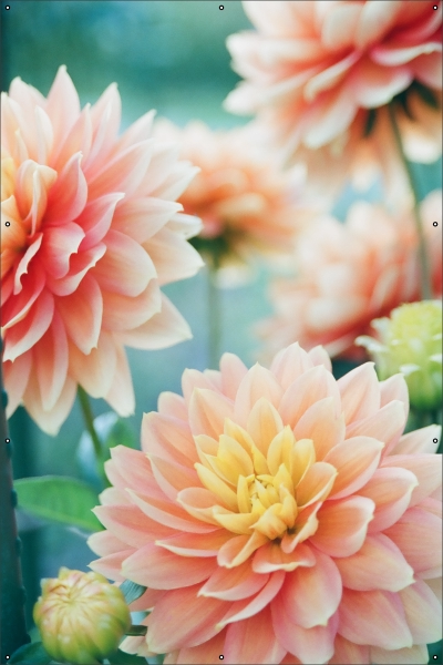 Tropical pink dahlia tuindoek