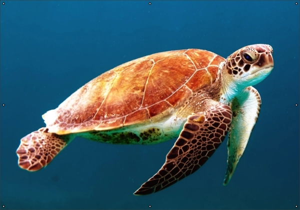 Zeeschildpad tuindoek