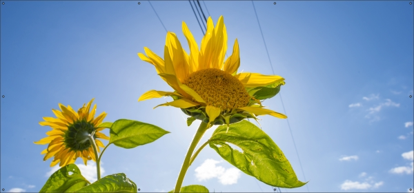 Zonnebloem tuindoek