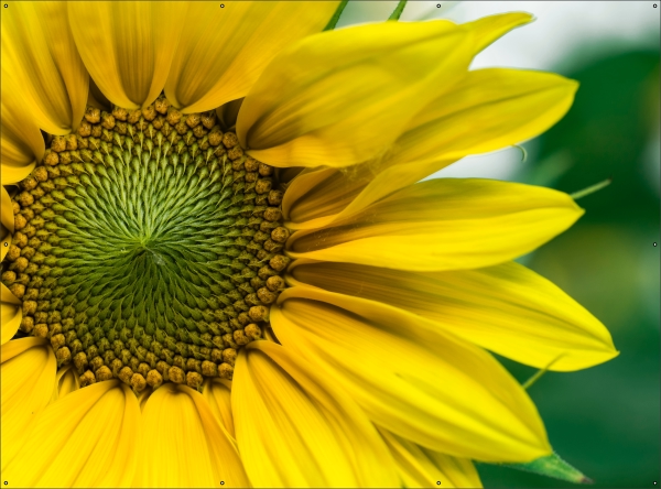 Zonnebloem tuindoek