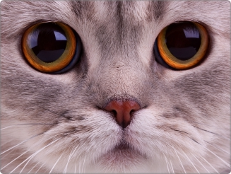 Close up cat laptop 15 inch
