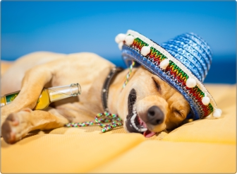 Hondje laptop sticker 17 inch