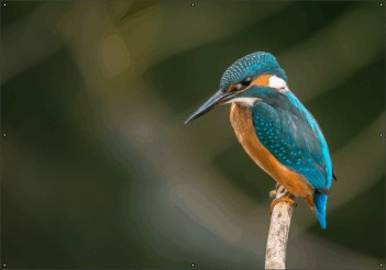 Ijsvogel