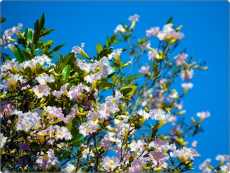 Kersenbloesem sticker 15 inch