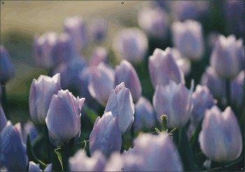 Lila tulpen