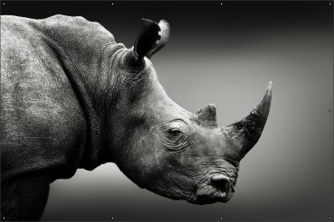 Neushoorn zwartwit
