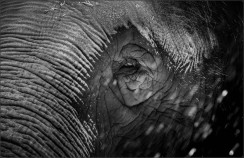 Olifant