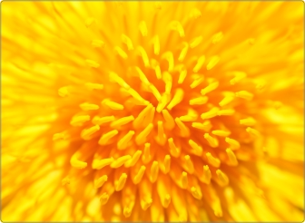 Paardenbloem sticker 17 inch