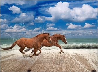 Rennende paarden sticker 17 inch