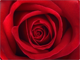 Roos laptop sticker 15 inch