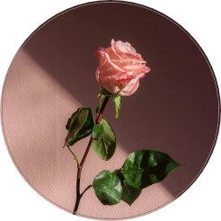 Roze roos