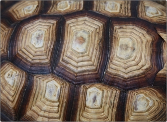 Schildpadschild sticker 17 inch