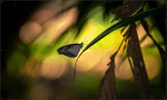 Tropical jungle butterfly