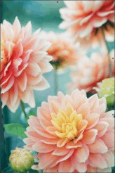 Tropical pink dahlia