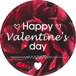 valentines day rose