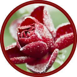Winterroos afscheid sticker
