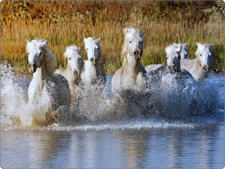 Witte paarden sticker 15 inch