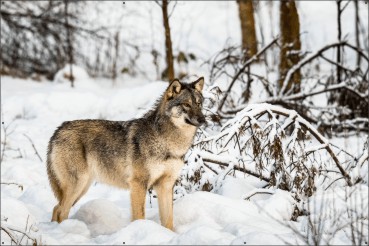 Wolf in sneeuw landschap